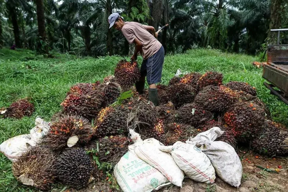 Hari Ini Harga CPO Melemah 0,79 Persen, Stok Sawit Malaysia Diproyeksi Naik ke Level Tertinggi 5 Bulan