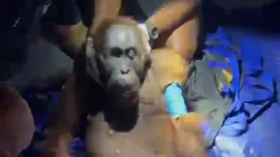 Karhutla Ancam Habitat, Polisi Selamatkan Induk dan Anak Orang Utan di Kalteng