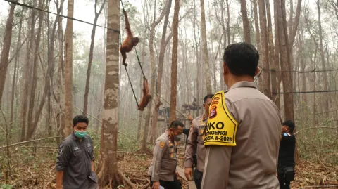 Polri Perkuat Patroli Hutan dan Rescue Satwa, Lindungi Orang Utan dari Dampak Karhutla Terbaru