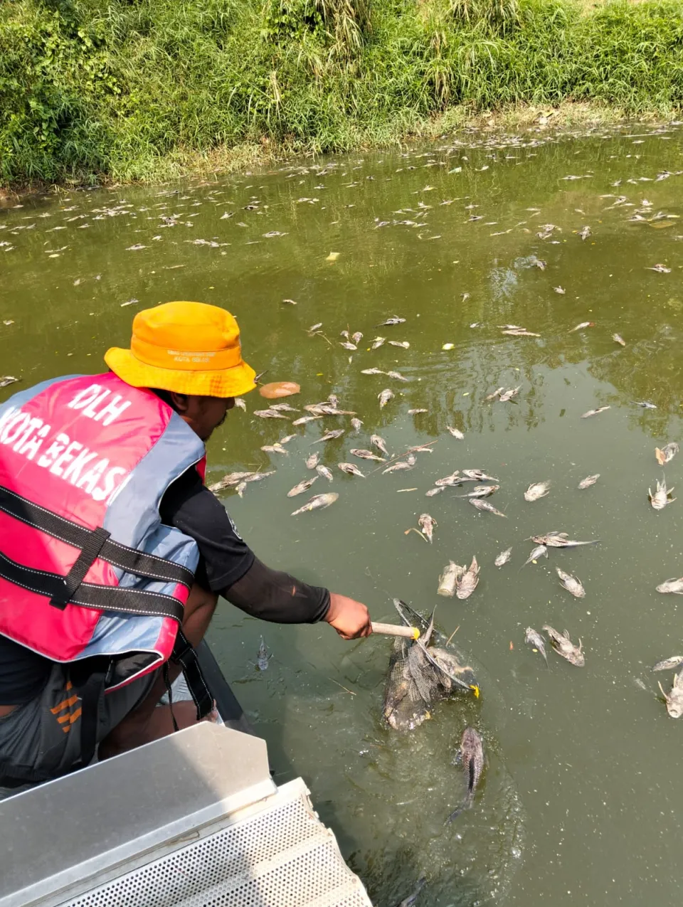 DLH Kota Bekasi Angkat 700 Kg Bangkai Ikan Sapu-Sapu di Kali Bekasi, KP2C Beri Apresiasi