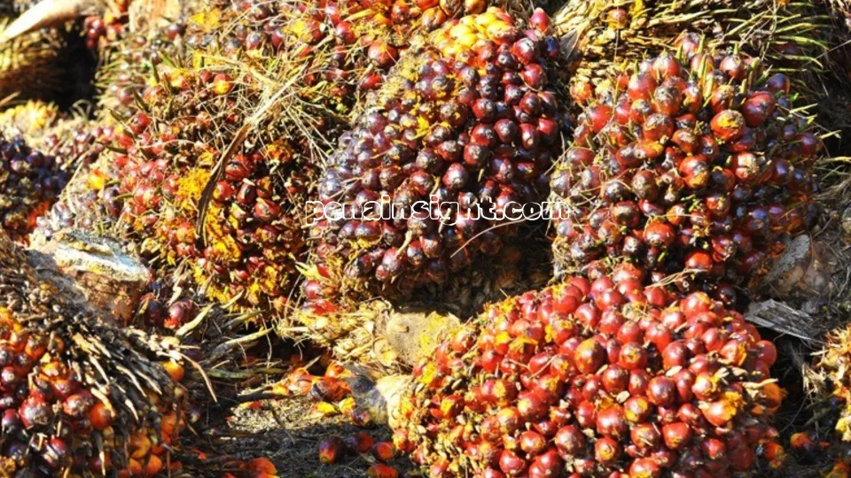 Harga Pangan Dunia Naik 2,4% Hari Ini, Dipicu Konflik Timur Tengah dan Lonjakan Energi