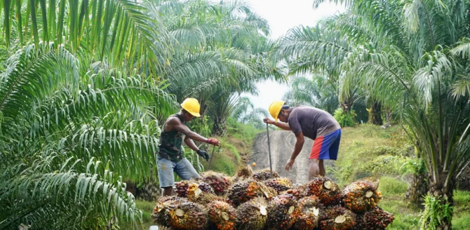 Kebijakan KDM Larang Sawit di Jawa Barat Dinilai Diskriminatif dan Minim Dasar Ilmiah