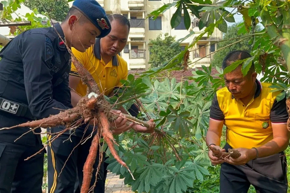Brimob Polda Metro Jaya Panen Hasil KRPL, Manfaatkan Lahan 500 M² Dukung Ketahanan Pangan Nasional