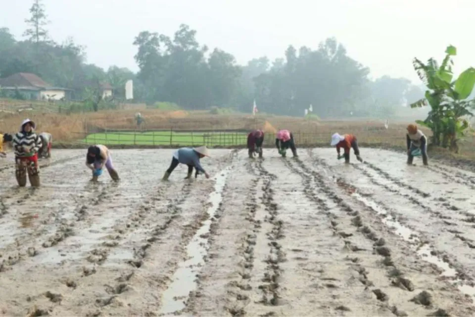 Pertanian Modern PMAS Mulai Diterapkan di Bojongmangu Bekasi, Target Produktivitas Padi Naik Dua Kali Lipat