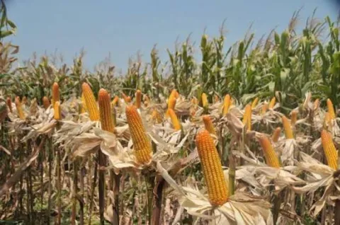 Bulog Disiapkan Serap Surplus 300 Ribu Ton Jagung Petani, Pemerintah Jaga Harga dan Pasokan Pakan