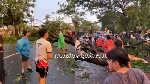 Pohon Tumbang di Jalan Narogong Terjadi Lagi, Wildan Desak DBMSDA Bergerak Cepat, Jangan Tunggu Korban Jiwa